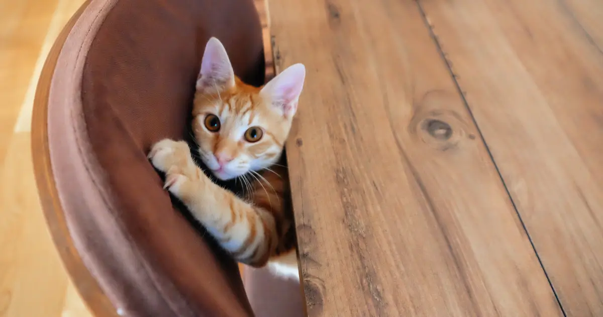 Steps to prevent cats from scratching furniture, including scratching posts and deterrent sprays.